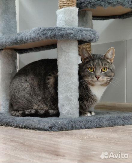 Котик Мирон