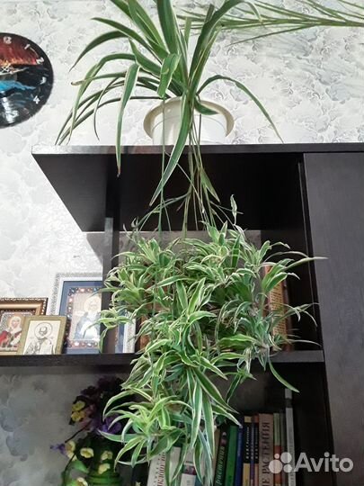 Комнатные домашние растения