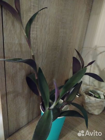 Традесканция фиолетовая