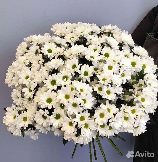 Хризантема Цветы Доставка