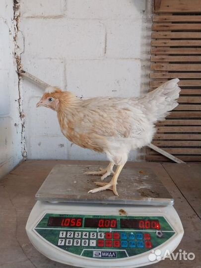 Куры несушки молодки