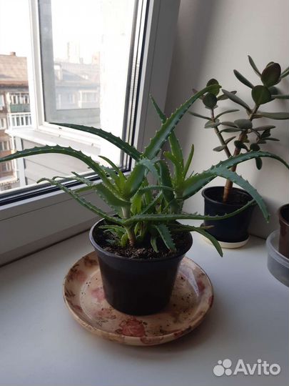 Декабрист,Алоэ древовидное, толстянка, хавортия