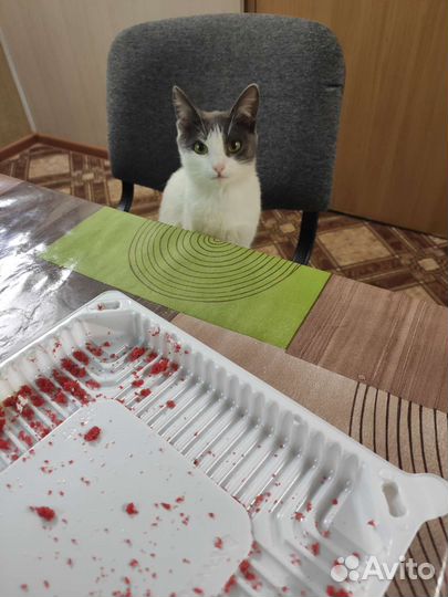 Красивая и умная кошечка в добрые руки