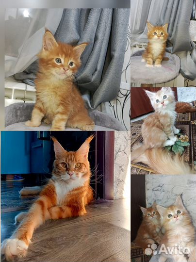 Котята Мейн-куна