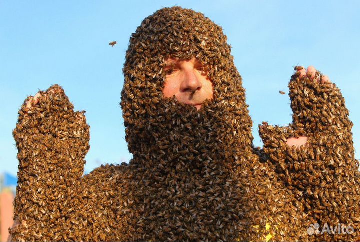 Сниму рой пчел(подарю мëд)
