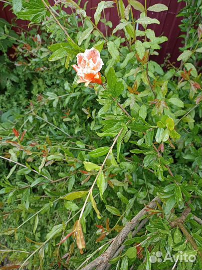 Гранат саженцы