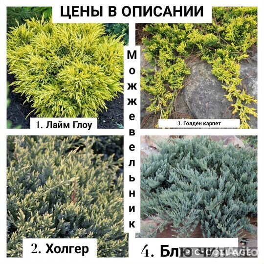 Можжевельник, туя, пихта, кипарисовик