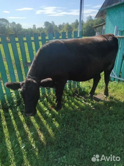 Телки стельные