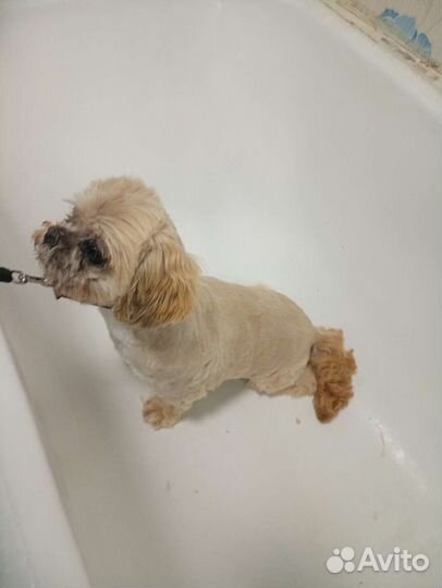 Стрижка собак в Западном Дегунино