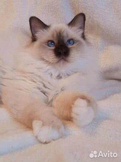 Священная бирма-девочка