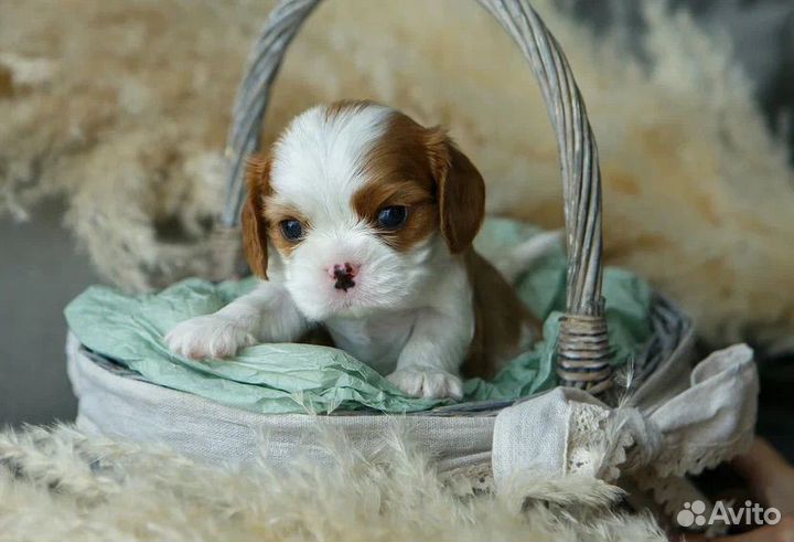 Щенки кавалер кинг чарльз спаниель