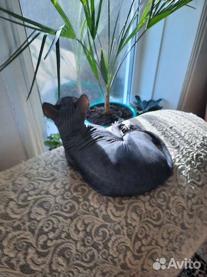 Кот сфинкс вязка