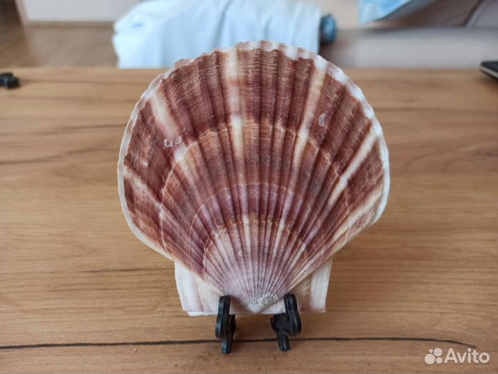 Морская раковина