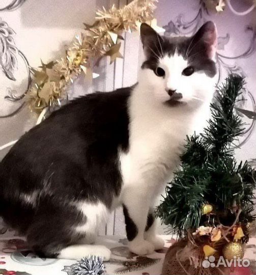 Черно-белый метис