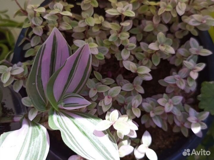 Цветы комнатные