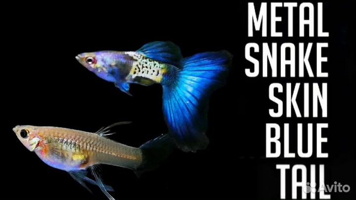 Гуппи металлическая змеиная кожа синий хвост