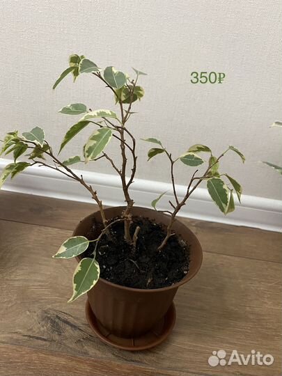 Фикусы и другие