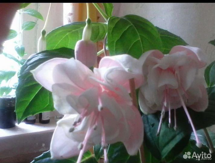 Сортовые фуксии