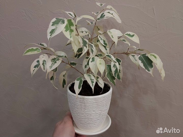 Фикус бенджамина Де гантель 2х летка