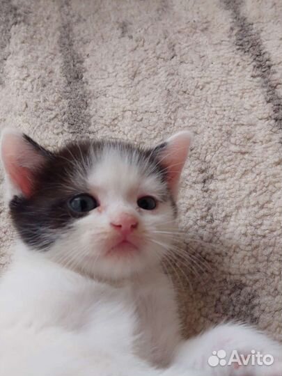 Кошки в добрые руки бесплатно