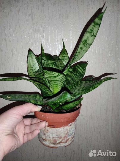 Сансевиерия