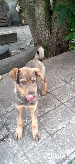 Щенки в добрые руки