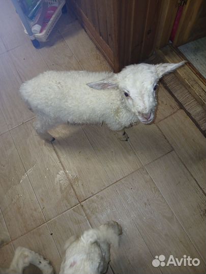 Овцы бараны ягнята катумские