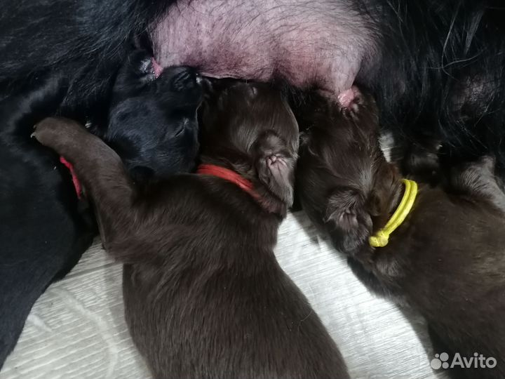 Прямошерстный ретривер