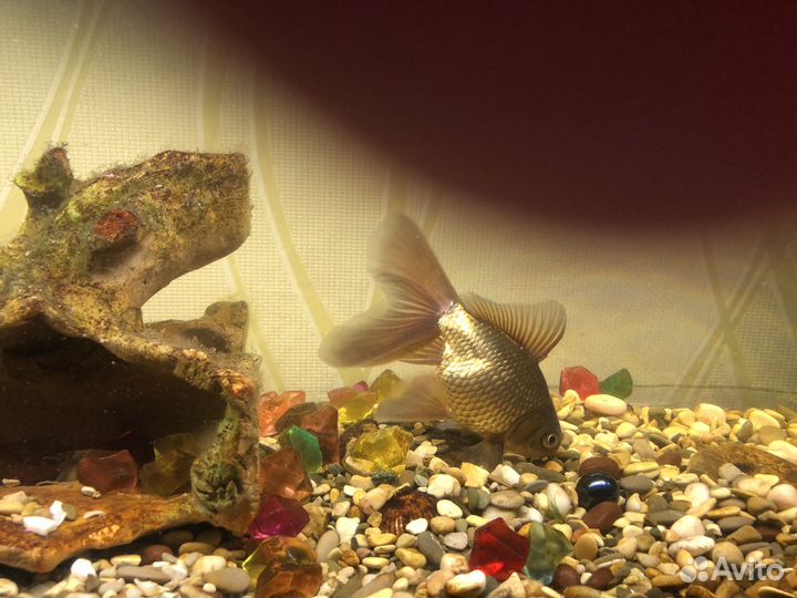 Аквариум с рыбками