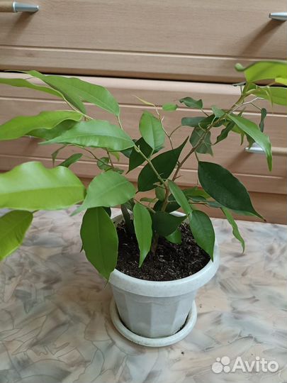 Фикус бенджамина