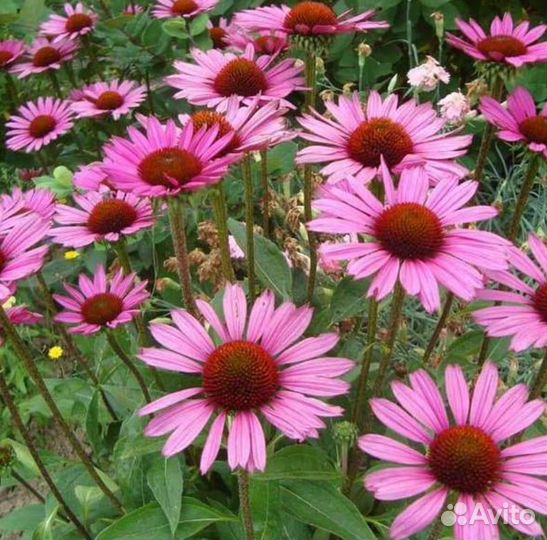 Эхинацея пурпурная