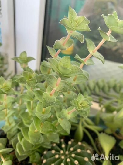 Комнатные растения