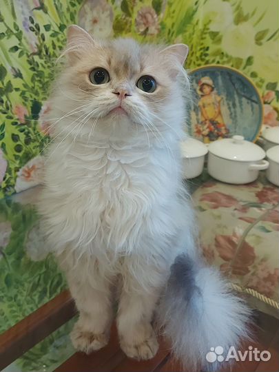 Кошки коты британские