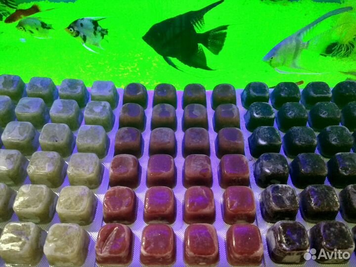 Мотыль, циклоп, коретра