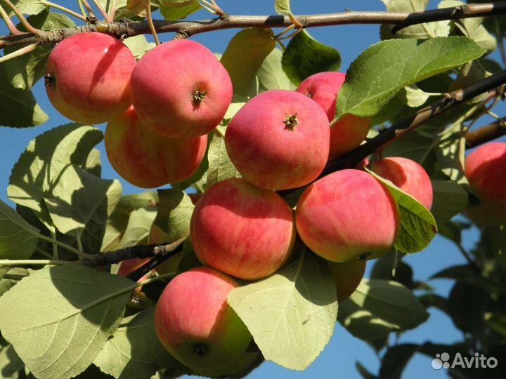 Яблоня августа