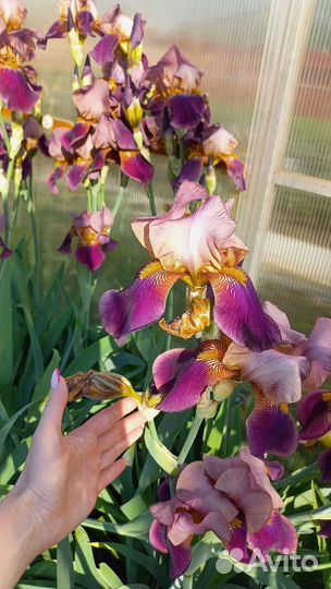 Ирисы бородатые