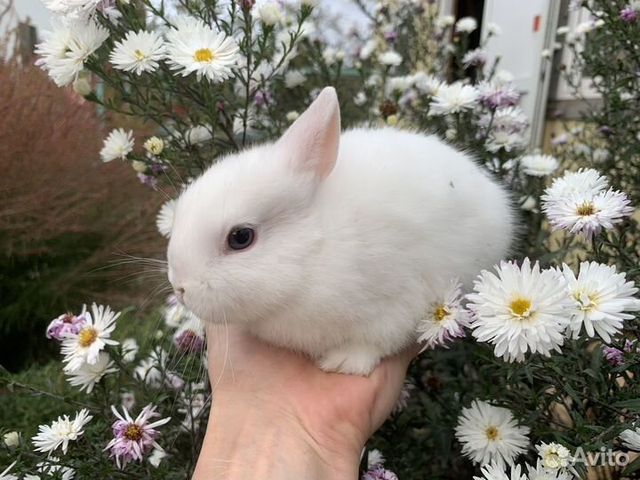 Карликовые крольчата