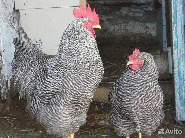 Петухи Брама