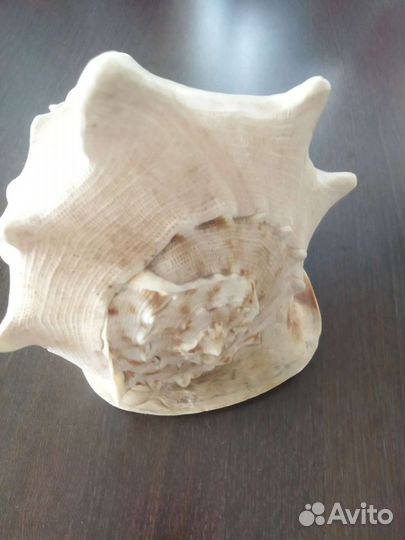 Ракушка морская