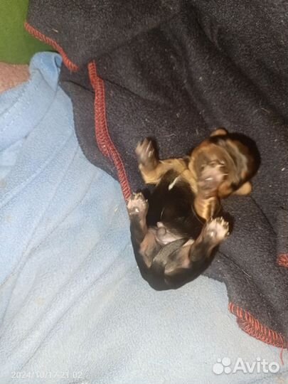 Йоркширский терьер щенки