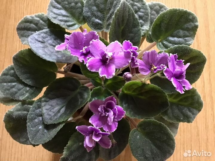 Фиалка на цвету