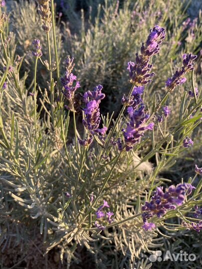 Лаванда сухоцвет