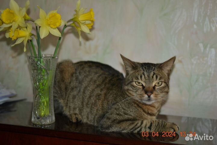 Барсик в добрые руки