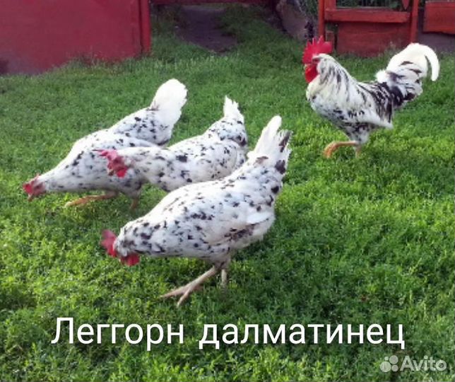 Инкубационное яйцо