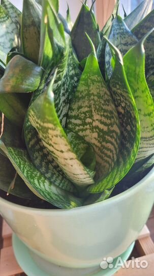 Сансевиерия ханни