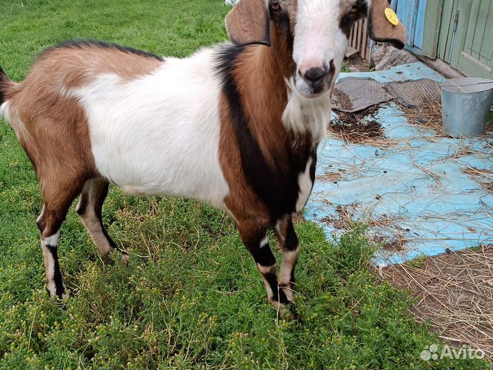 Нубийские козы козлы козлята