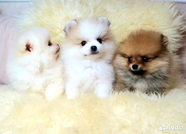Карапузы Померанский шпиц
