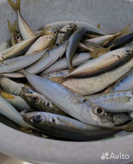 Морская рыбалка в Сочи