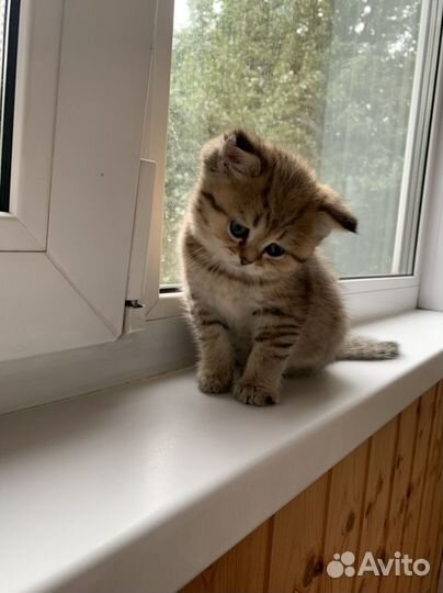 Шотландские плюшевые котята