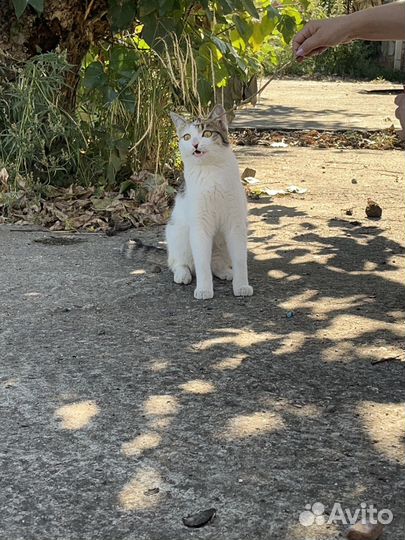 Котик в поисках дома